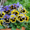 Pansy Winter Flowering Frizzle Sizzle F1 Yellow Blue Swirl - Image 2
