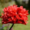 Poppy Somniferum Scarlet Red Peony