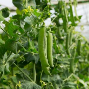 Pea Alderman Main Crop Tall