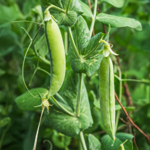 Green Alderman Pea pods growing on the vine with leafy green foliage