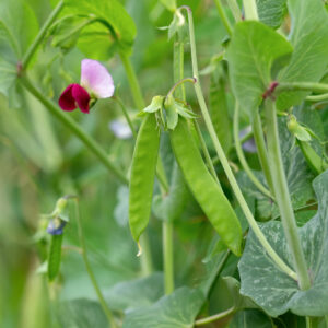 Green Carouby Mangetout Pea pods growing on the vine with pink and purple blossom and leafy green foliage