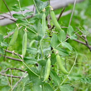 Green Kelvedon Pea pods growing on the vine with leafy green foliage