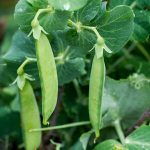 Petit Pois Provencal Pea Pods growing on the vine with leafy green foliage