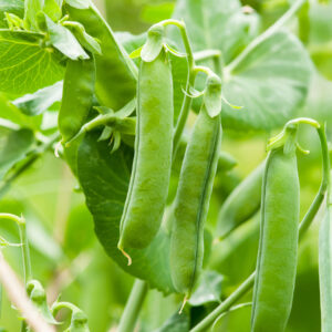 Green Rondo Pea Pods growing on the vine with leafy green foliage