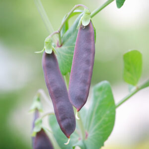 Purple Shiraz snow pea mangetout pods growing on the vine with blurred background