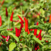 Hot Chilli Pepper Bird Eye Demon