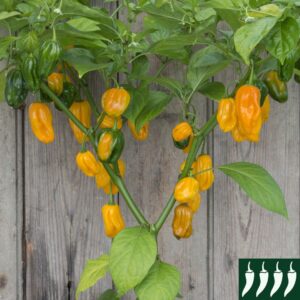 Hot Chilli Pepper Habanero Yellow Very Hot