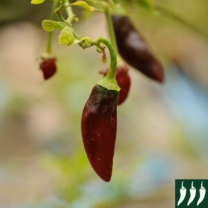 Hot Chilli Pepper Krishna Jolokia