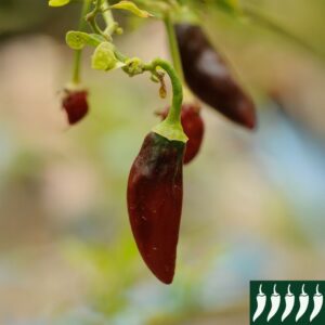 Hot Chilli Pepper Krishna Jolokia new