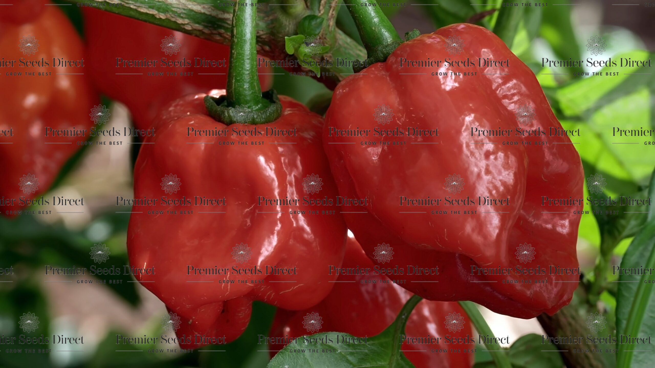 Hot Chilli Pepper Suave Red | Pepper Hot | Premier Seeds