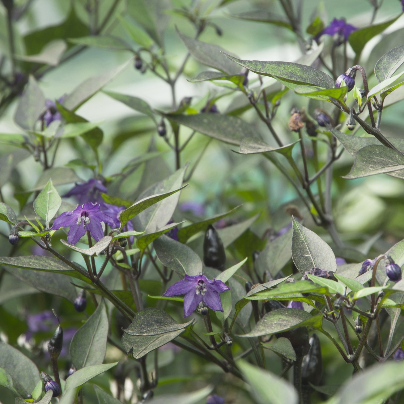 Hot Chilli Pepper Heirloom Orozco - Image 3