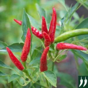 Hot Chilli Pepper Poinsettia