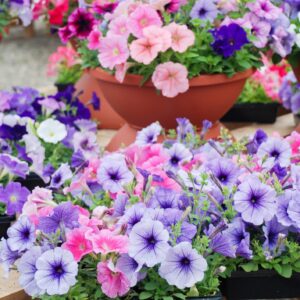 Petunia Superbissima Mixed