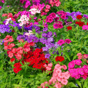 The beauty mix of Phlox drumondii flowers in pink, purple, peach, and red