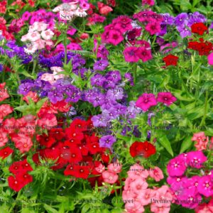Phlox Seeds