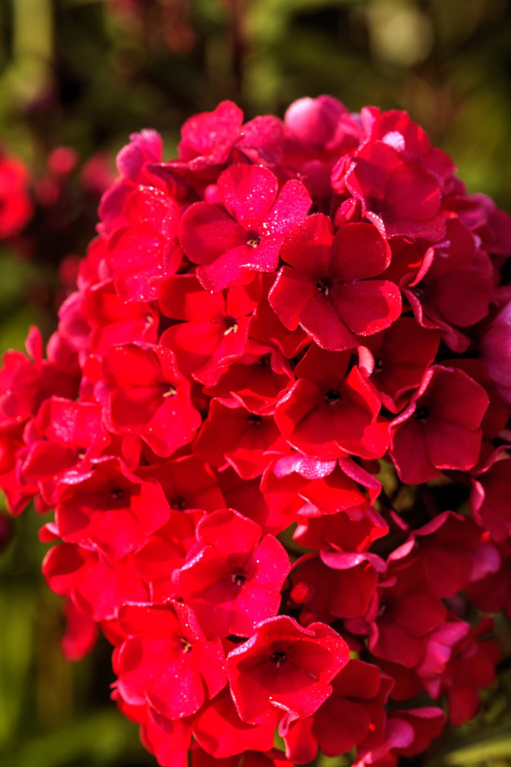 Phlox Scarlet Beauty | Flowers | Premier Seeds Direct ltd