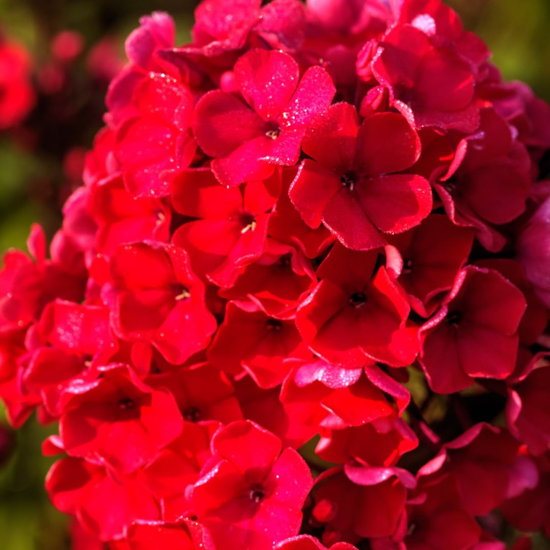 Phlox (drumondii) Scarlet Beauty - Image 2