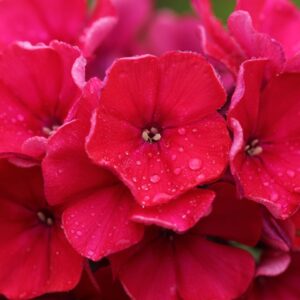 Phlox (drumondii) Scarlet Beauty