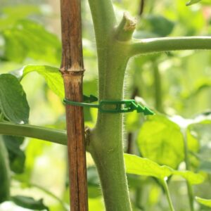 A green plastic reusable plant tie that is supporting the stem of a tomato plant with a bamboo cane. There is leafy green foliage and a blurred background.