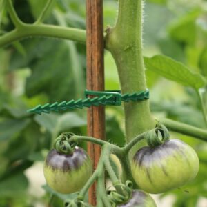 A green plastic reusable plant tie that is supporting the stem of a tomato plant with a bamboo cane. There are ripening purple tomatoes with leafy green foliage and blurred background.