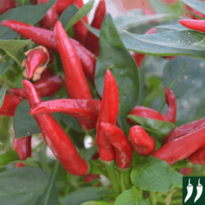 Hot Chilli Pepper Poinsettia