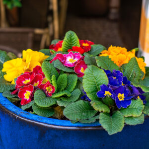 Crown Mix Primrose flower in a mix of blue, red, yellow, and pink colours with leafy green foliage in a blue ceramic pot