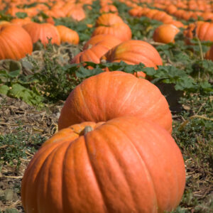 Pumpkin Big Max