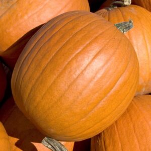 Pumpkin Mammoth Gold