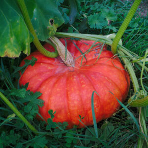 Pumpkin Rouge Vif D’Etampes
