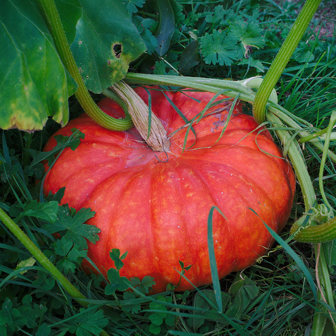 Pumpkin Rouge Vif D’Etampes