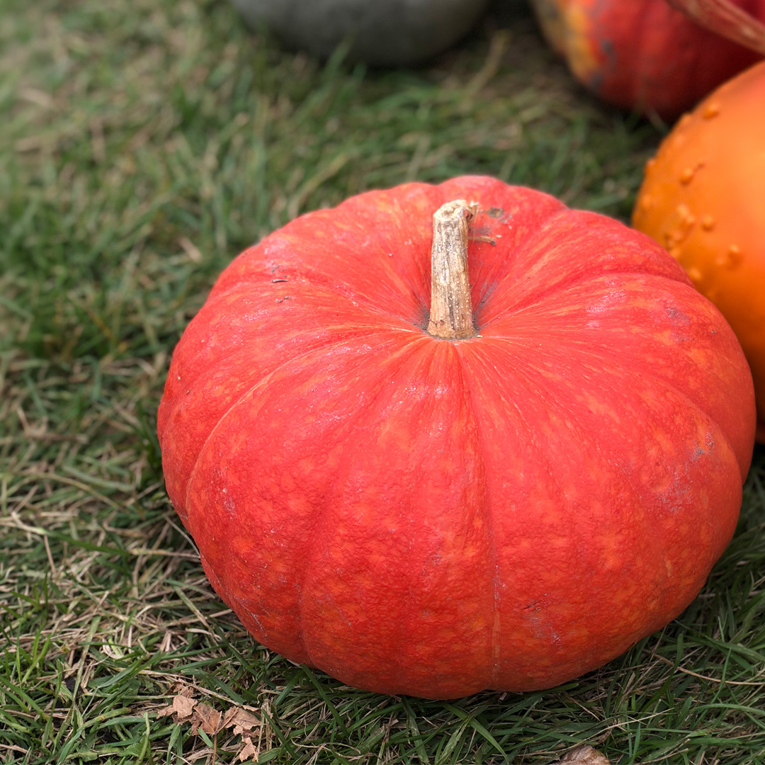 Pumpkin Rouge Vif D’Etampes - Image 2