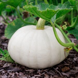 A White Casper pumpkin growing on the plant with green leaves and a bark base