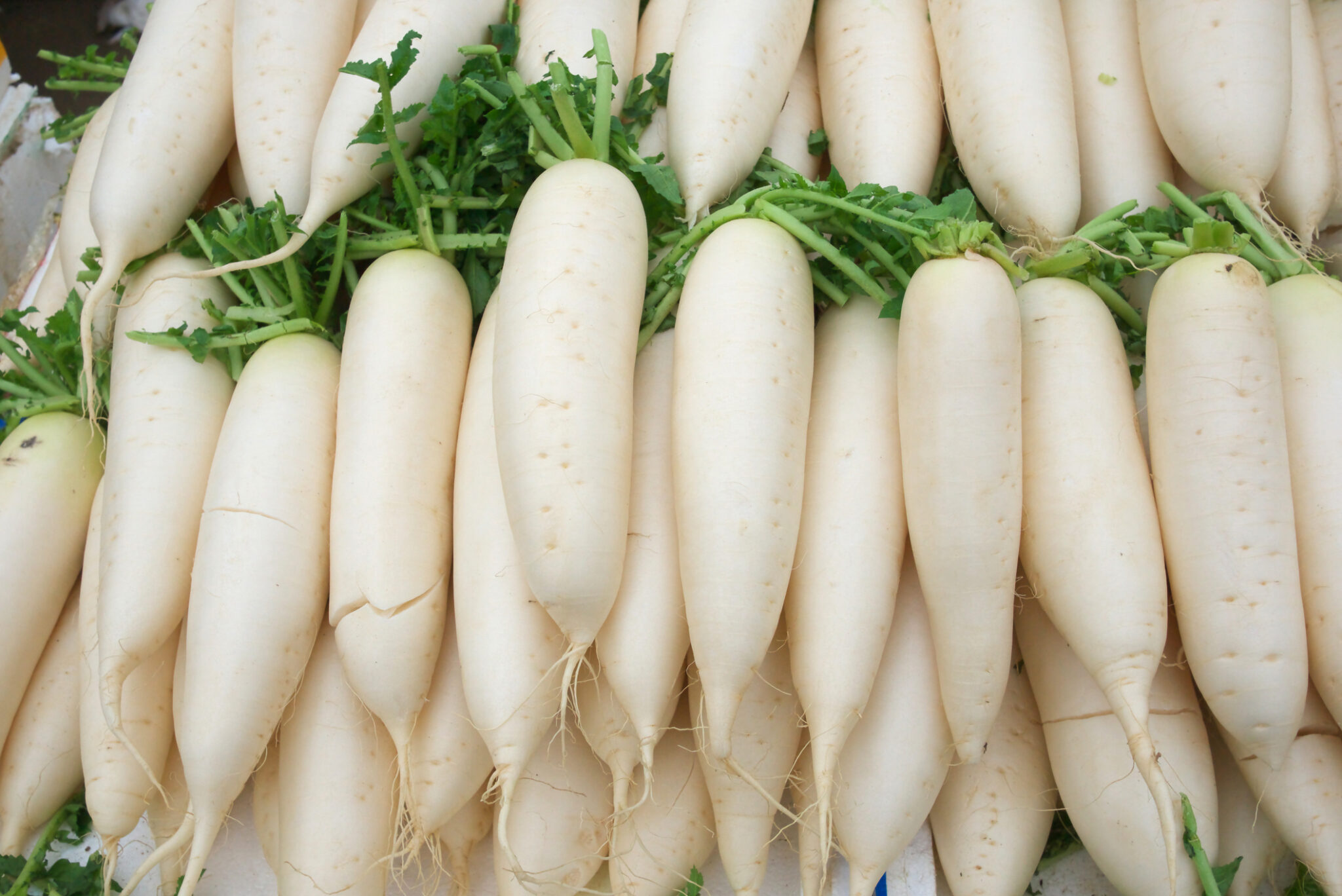 Birra Di Monaco Muncher Bier Radish | Radish | Premier Seeds Direct ltd