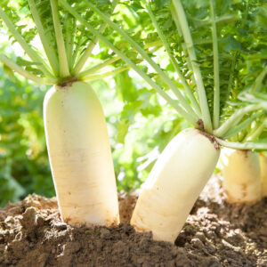 White Birra Di Monaco Muncher Bier Radishes growing in the soil with light green leaves fanned out above