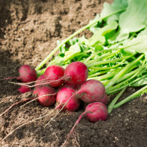 Freshly harvested Red Crimson Giant Radishes with green leaves on the soil in the sunshine