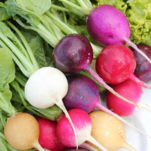 Organic Radish 'Mixed Coloured Easter Egg'