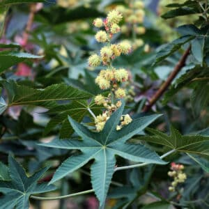 Castor Oil Ricinus Zansibariensis plant with dark green spiked leaves and small yellow spiky ball flowers with red berries