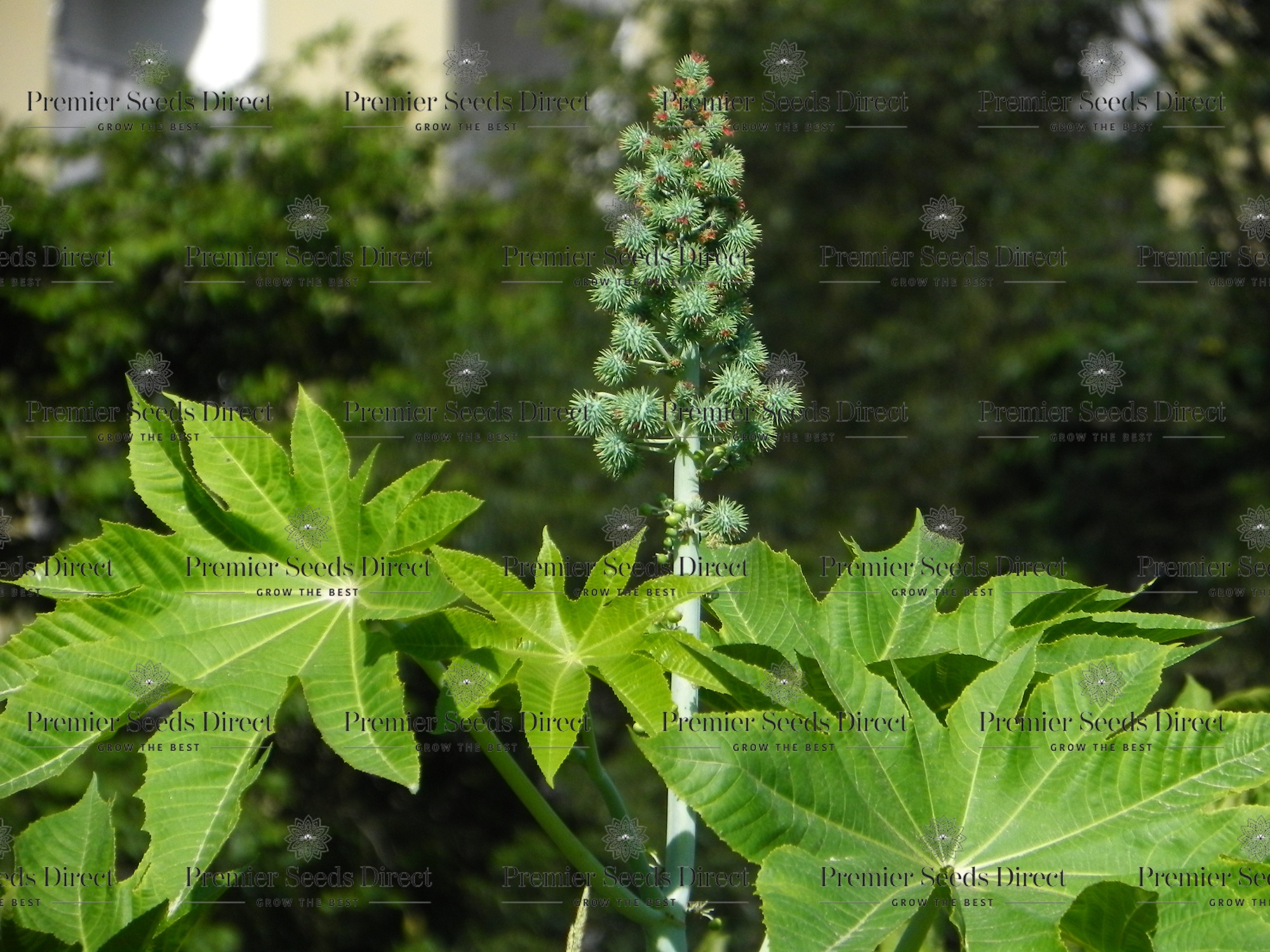 Ricinus Zansibariensis | Flowers | Premier Seeds Direct ltd