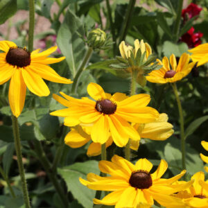Black Eyed Susan Seeds