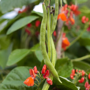Organic Runner Bean Scarlet Emperor