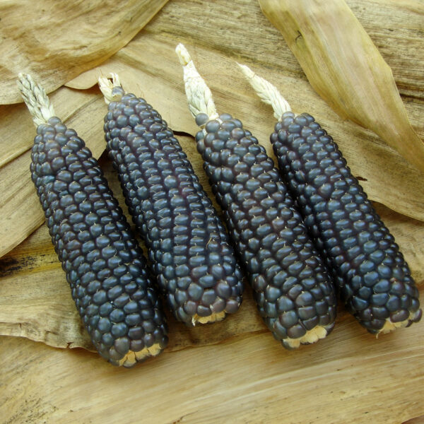 Heirloom Flint Corn Blue Hopi