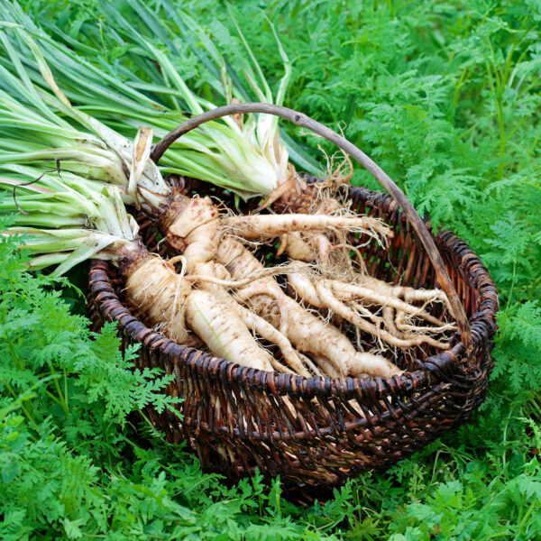 Salsify - Sandwich Island - Image 2