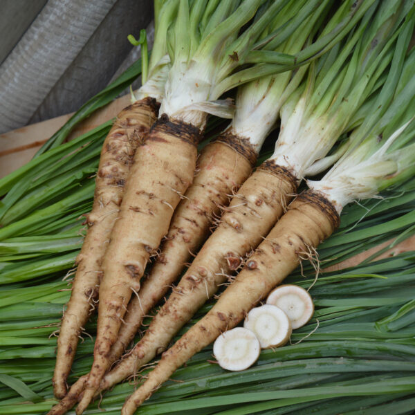 Salsify - Sandwich Island