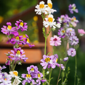 Schizanthus Angel Wings Mixed butterfly flowers in purple, pink, yellow, and white