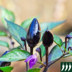 Hot Chilli Pepper Heirloom Orozco