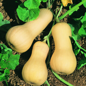 Squash Butternut Chieftain F1