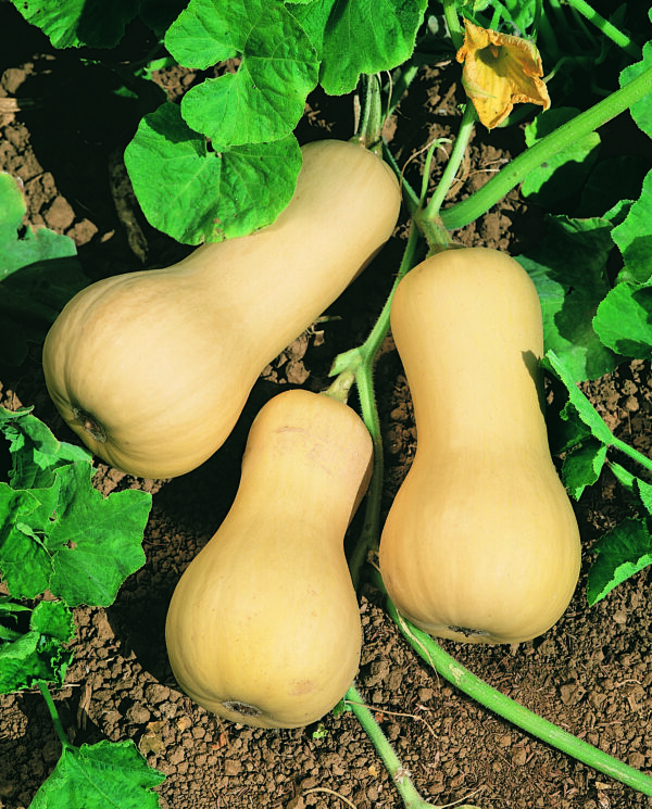 Squash Butternut Chieftain F1