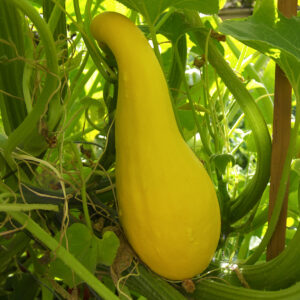 Organic Squash 'Summer Crookneck'