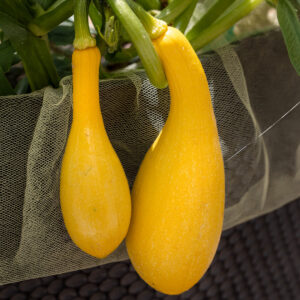 Squash Summer Crookneck