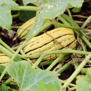 A Delicata Squash growing on the vine. It has yellow skin with green stripes